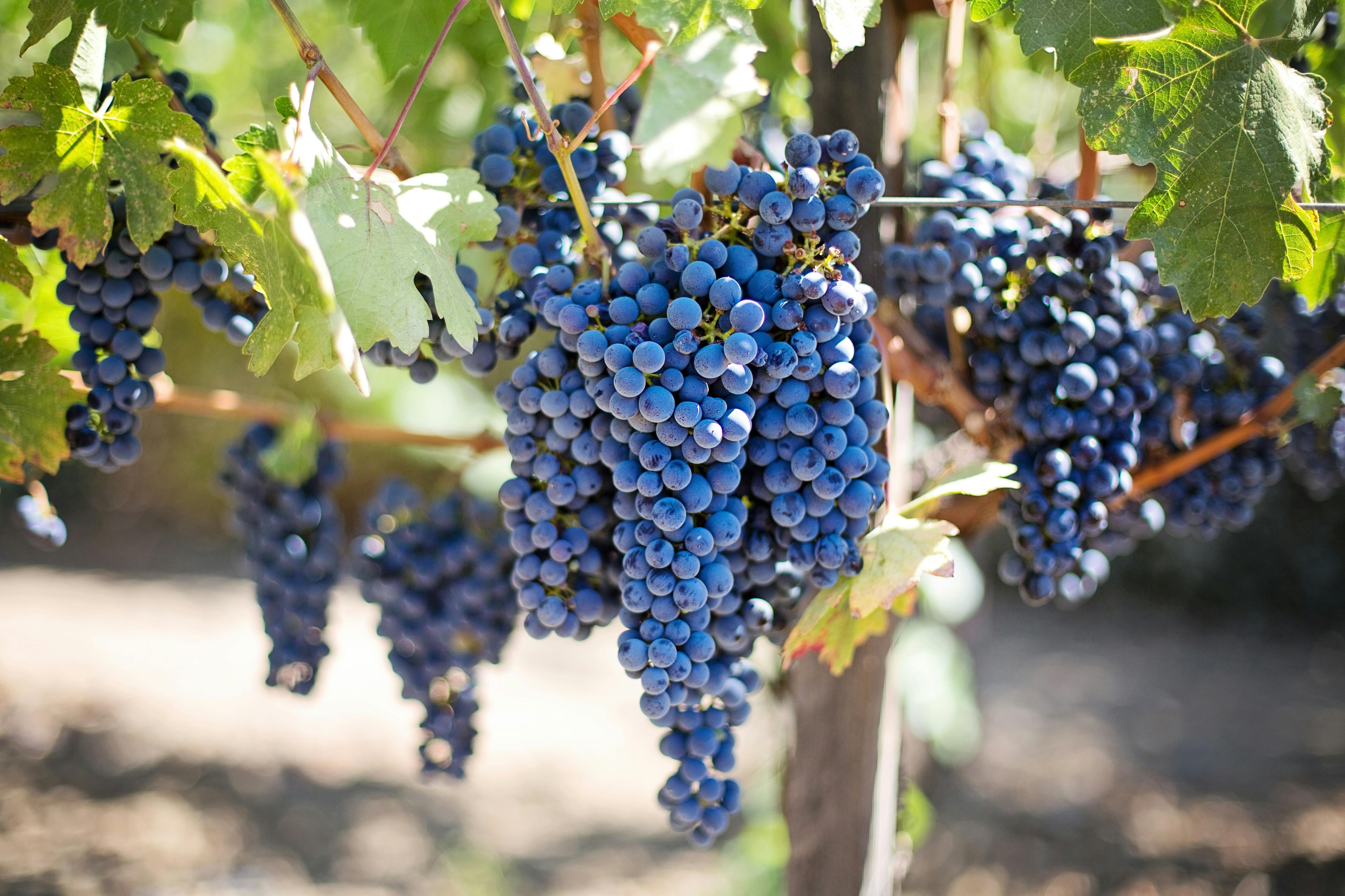 Clarksburg wine tasting guide for Scenic Delta Vineyard Experiences